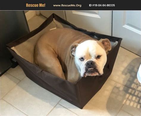 See more of san antonio bulldog rescue on facebook. ADOPT 19040400335 ~ Bulldog Rescue ~ San Antonio, TX