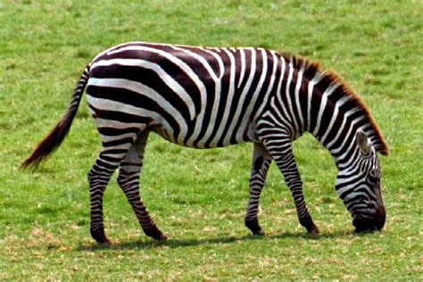 Informasi Hewan Dan Tanaman Kuda Zebra