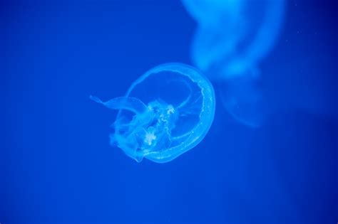 Premium Photo Jellyfish That Lie Under The Deep Sea