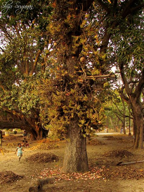 For others, however, the under ripe fruit might be poisonous and could cause an allergic reaction. Cranium Bolts: Fall and the Cannonball tree