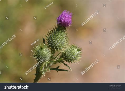 It thrives best indoors as it is sensitive to low temperatures. Purple Flower On Green Spiky Plant Stock Photo 4096987 ...