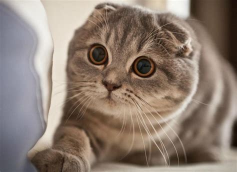 30 Jenis Kucing Dari Seluruh Dunia Lucu Comel Dan Mengemaskan