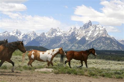 Adults Only Dude Ranch Wyoming Vacations At Rrr