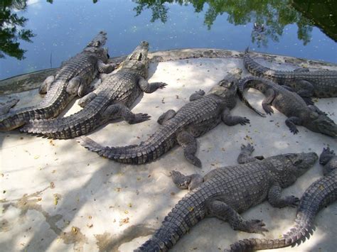 Create Meme Crocodile Alligator Crocodile Crocodile Farm