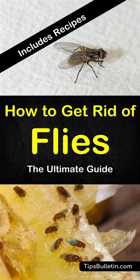 Vinegar attracts fruit flies, so they will fall into it and be unable to get out. The Ultimate Guide on How to Get Rid of Flies