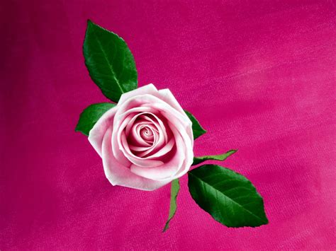 Cool Pink Rose Wallpapers Hd Wallpapers Id 9442