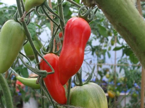 It can also help to reduce tomato disease through limiting overcrowding and keeping plants from. which tomato plants are your favorite? : Grows on You