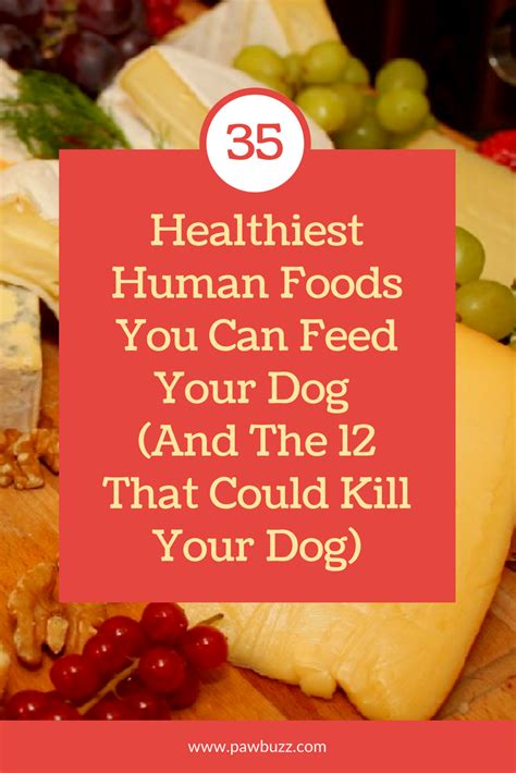 35 Healthiest Human Foods You Can Feed Your Dog And The 12 That Could