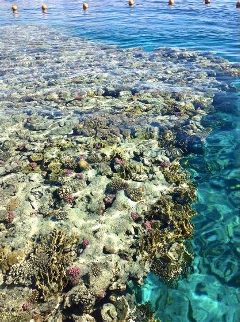 Coral Reef Of The Fringing And Hermatypic Types Exist Along The Coast