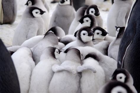 Emperor Penguin New Zealand Birds Online