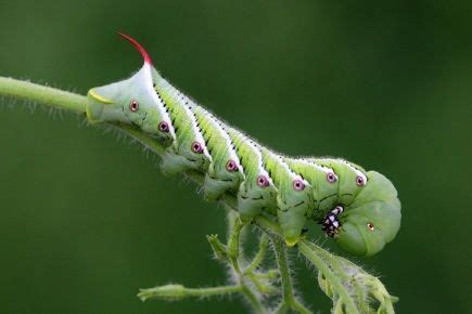 Check spelling or type a new query. Friendly or Deadly? A Truly Helpful Caterpillar ...
