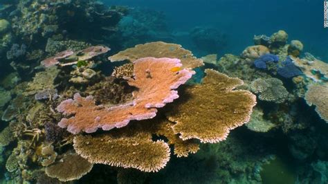 Climate Change Could Kill All Of Earths Coral Reefs By 2100