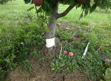 Sprout in the top to branch out and provide shade to the upper branches to prevent sun scald. Fruit Tree Care: Removing Tree Suckers & Watersprouts ...