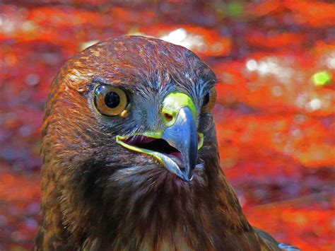 Serious Red Tailed Hawk Photograph By David Kramer Pixels