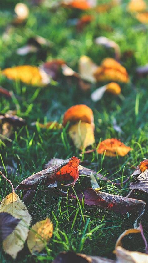 A collection of the top 48 leaves iphone wallpapers and backgrounds available for download for free. Fall Leaf Nature Green Backyard #iPhone #5s #wallpaper ...