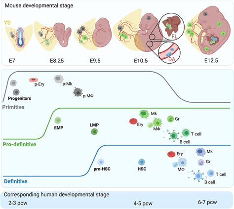 Ontogeny Of The Hematopoietic System Top Panel Hematopoietic