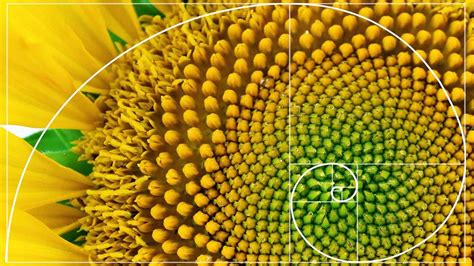 What Is The Fibonacci Sequence Howstuffworks