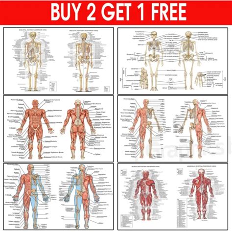 Human Anterior And Posterior Muscular Skeletal System Anatomy Educational