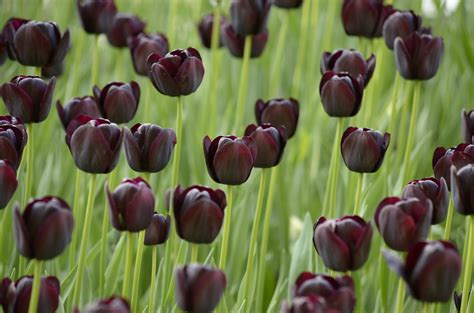 They also are known for creating a brighter and more positive environment. Pictures Black Tulips Flowers