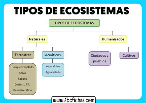 Esquema Tipos De Ecosistemas Abc Fichas
