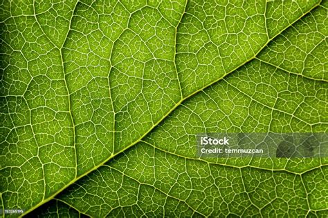 Leaves Series Stock Photo Download Image Now Leaf Nature Close Up