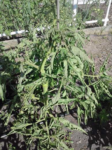 Water the plant evenly to keep the soil moist. Leaf curling on tomatoes