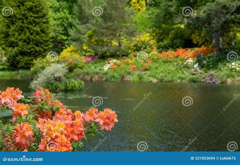 Shrubs And Trees Including Colourful Rhododendrons Grow Next To The