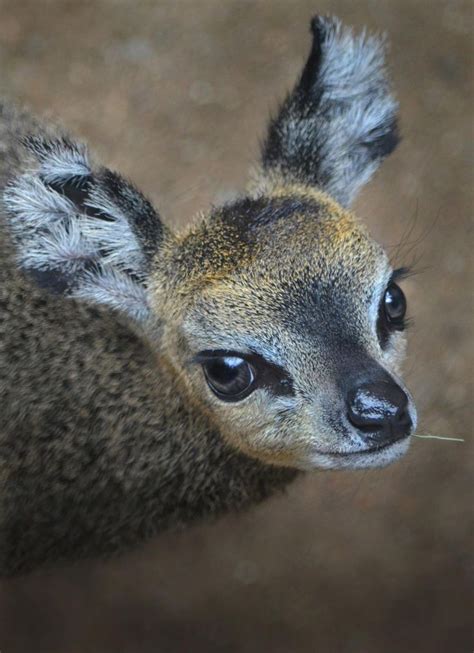 The New Klipspringer Calf At The San Diego Zoo Is So Cute She Might