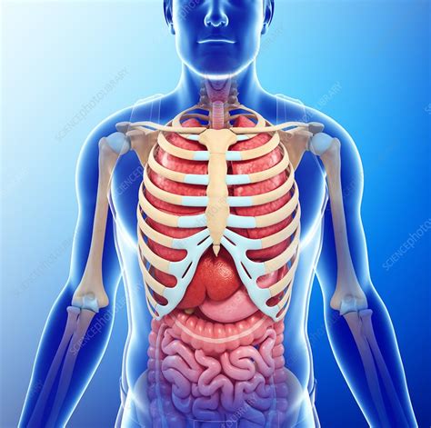 Human Chest Anatomy Illustration Stock Image F Science