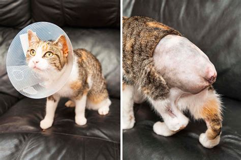 A cat's tail is more than just a furry appendange. Cat left with tail skinned to bone in shocking act of ...