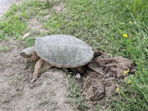 Baby sea turtles breathe through their eggs before hatching. Snapping turtles will soon be laying eggs - Southwest Journal