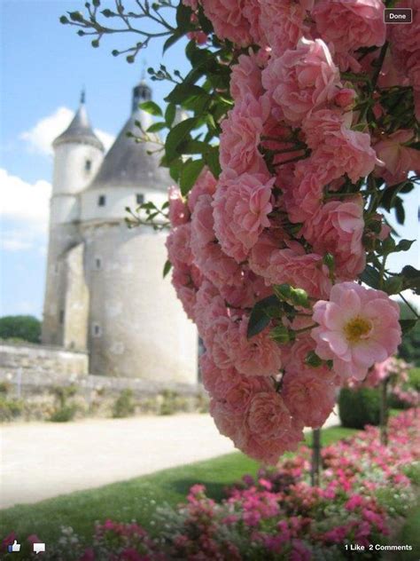 France Roses And Castle Beautiful Blooms Pink Roses French Cottage