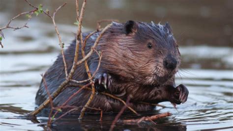 10 Facts You Didnt Know About Beavers Trendradars