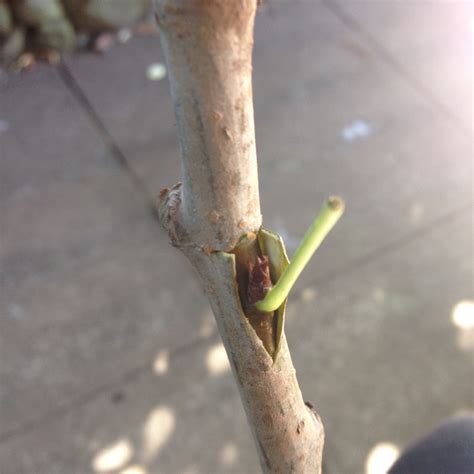 Grafting Fruit Trees Cleft Grafting Shield Budding And Top Working