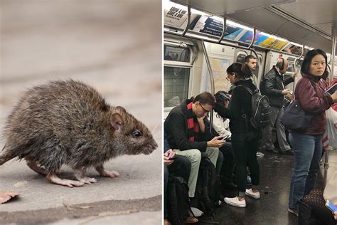 New York Rats Are Stressed By City Life And Use Diets High In Sugar And Fat To Cope With