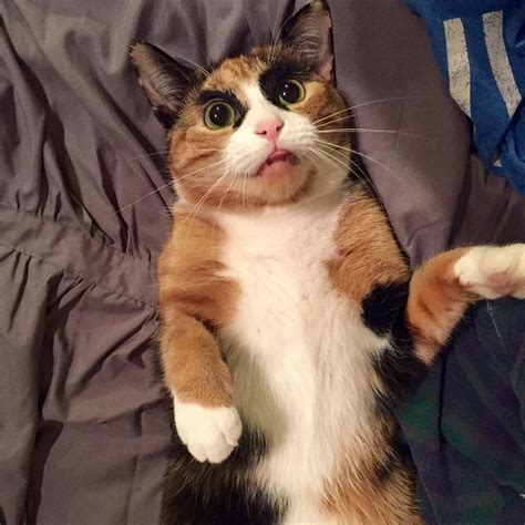 Calico Cat Judges Her Human Everyday With Those Crazy Eyebrows Calico