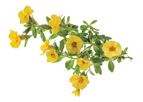 We did not find results for: Hummingbird Container Garden | Garden Design