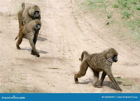 Baboon Tanzania Africa Stock Image Image Of Reserve 26294397