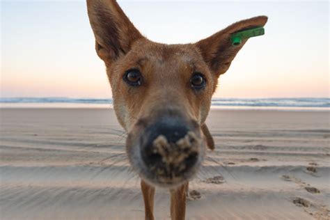 Dingo Proof Fence Guide For Fraser Island Fraser