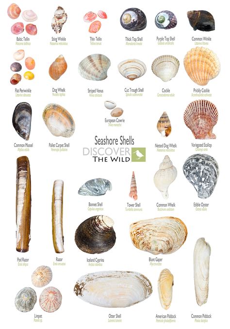 Seashore Shells