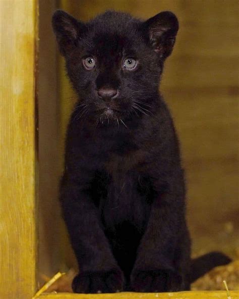 Rare Newborn Black Jaguar Cub Brings Hope To The Near Threatened