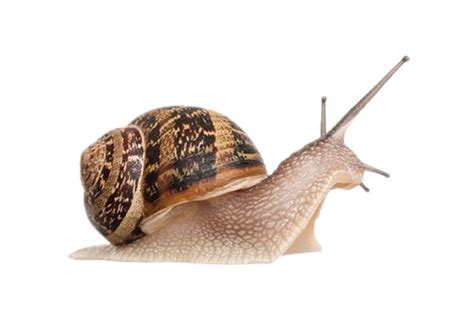 Snail Png Isolated Transparent Image Png Mart