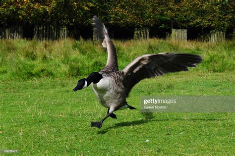 Goose Running High Res Stock Photo Getty Images