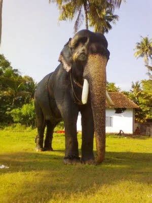 Posted by ente nadu at 8:38 am no comments Elephant photos: mangalamkunnu karnan