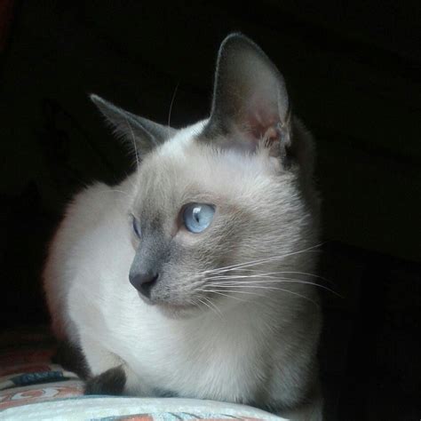 Blue Point Siamese Cats For Adoption Sho News