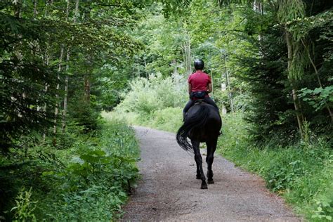 8 Best Stables For Horseback Riding Near London Ontario