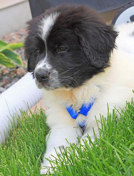 Best ohio puppies for sale in amish country. Finnigan the Newfoundland Mix (With images) | Puppies ...
