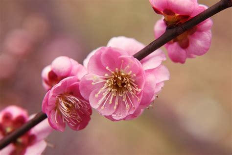 Pinkplumblossompicturejapan Plum Flowers Plum Blossom Blossom