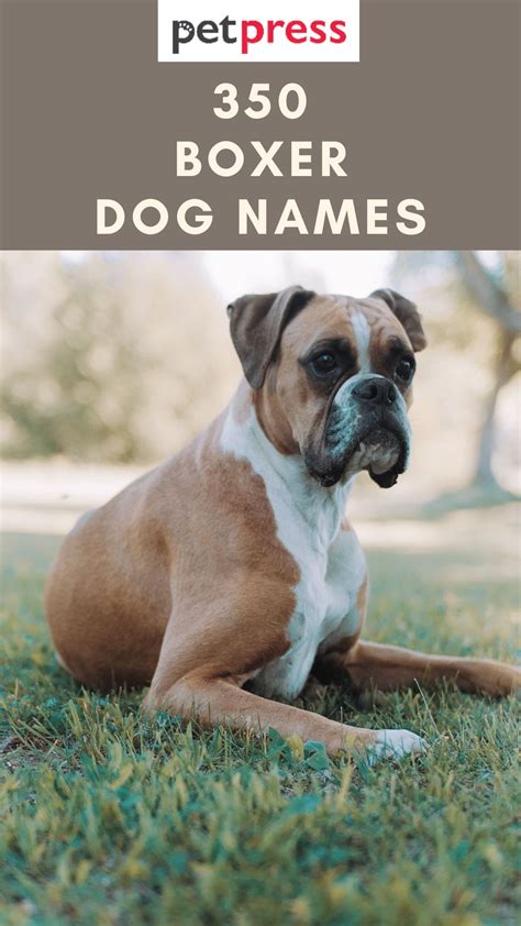 350 Boxer Dog Names Popular Male And Female Names