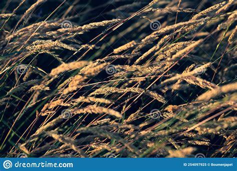 Beautiful Soft Focused Grasses And Seidges On Beautiful Sunny Day